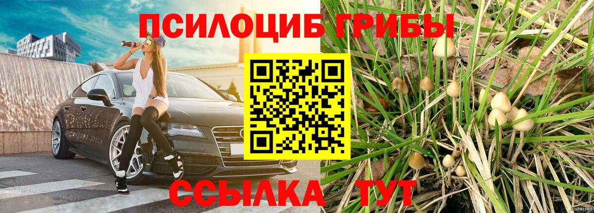 наркота  Вход с VPN  Псилоцибиновые грибы прущие грибы  Реж  Галлюциногенные грибы Psilocybine cubensis 